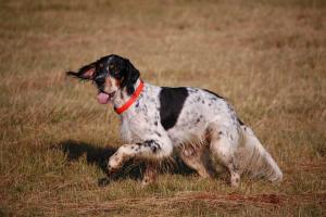 Прикачена снимка