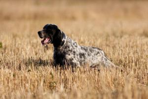 Прикачена снимка