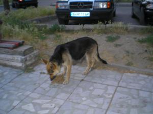 Прикачена снимка