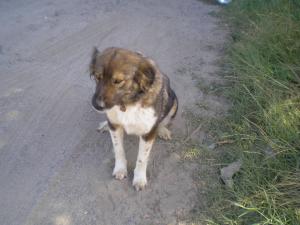 Прикачена снимка