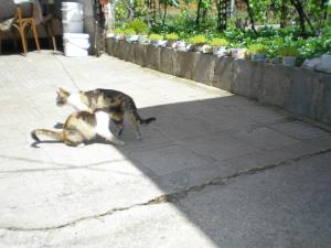 Прикачена снимка