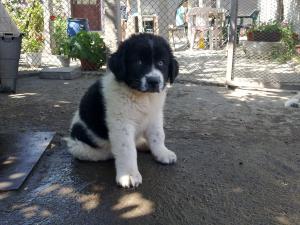 Прикачена снимка