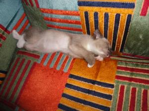 Прикачена снимка