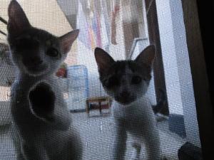 Прикачена снимка