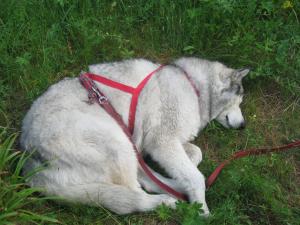 Прикачена снимка