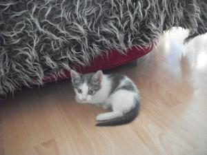 Прикачена снимка