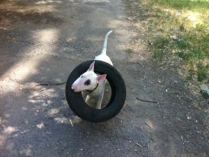 Прикачена снимка