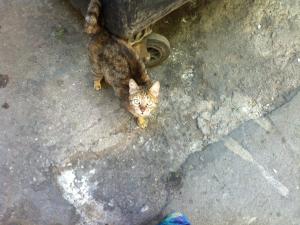 Прикачена снимка