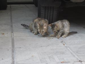 Прикачена снимка