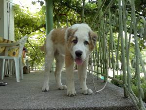 Прикачена снимка