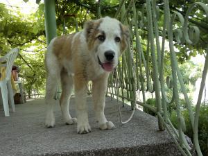 Прикачена снимка
