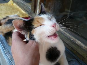 Прикачена снимка
