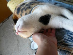 Прикачена снимка