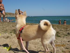 Прикачена снимка