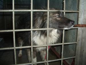 Прикачена снимка
