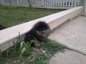 Прикачена снимка