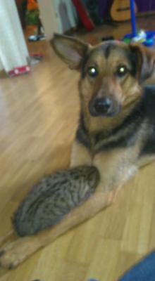 Прикачена снимка