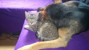 Прикачена снимка