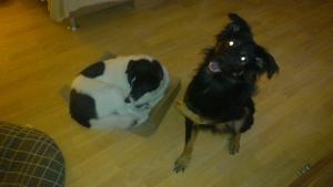 Прикачена снимка