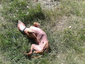 Прикачена снимка