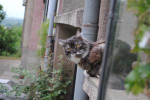 Прикачена снимка
