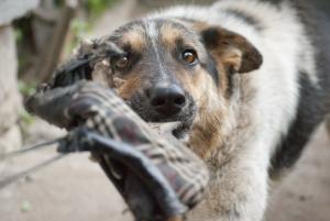 Прикачена снимка
