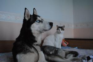 Прикачена снимка