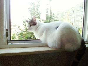 Прикачена снимка