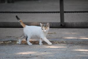 Прикачена снимка