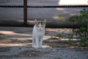 Прикачена снимка