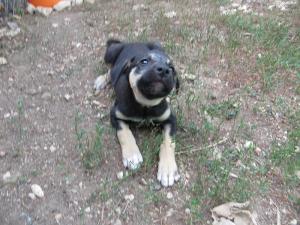 Прикачена снимка