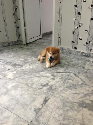 Прикачена снимка