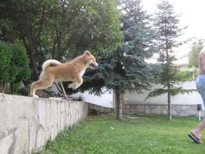 Прикачена снимка