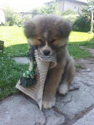 Прикачена снимка