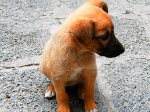Прикачена снимка