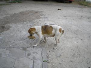 Прикачена снимка