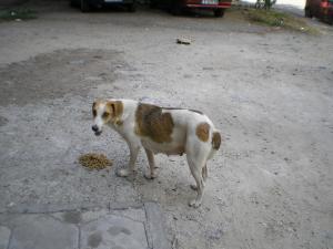 Прикачена снимка