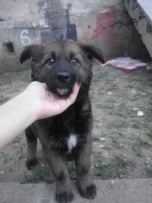 Прикачена снимка