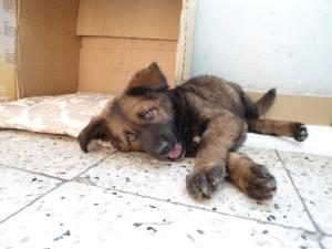 Прикачена снимка