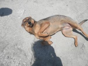 Прикачена снимка