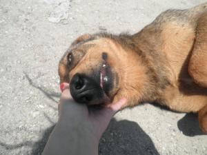 Прикачена снимка