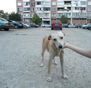 Прикачена снимка