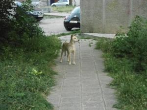 Прикачена снимка