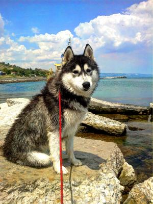 Прикачена снимка