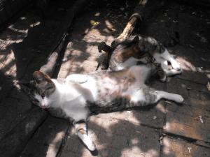 Прикачена снимка