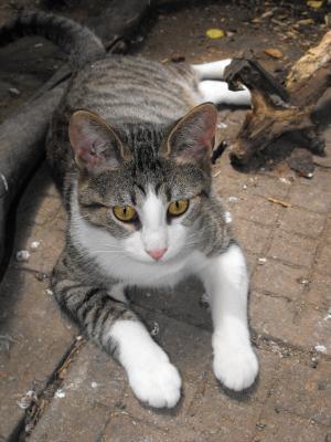 Прикачена снимка