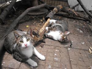 Прикачена снимка