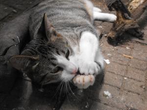 Прикачена снимка