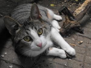 Прикачена снимка