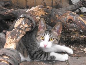 Прикачена снимка